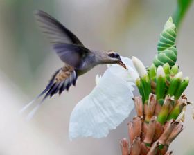 Bird by flower in Panama – Best Places In The World To Retire – International Living